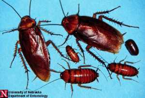 American Roach